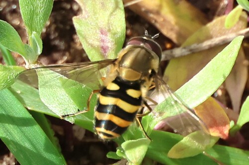 Unknown species found near Ogunquit, ME, USA