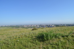 Astragalus sieversianus