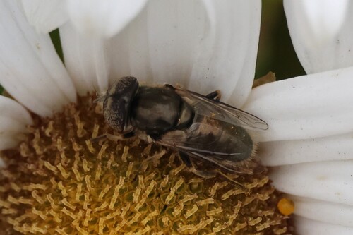Unknown species found near Wells, ME, USA
