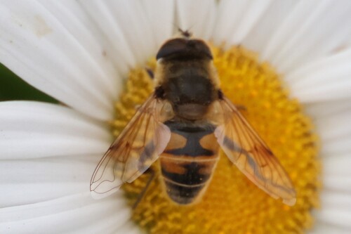 Unknown species found near Wells, ME, USA