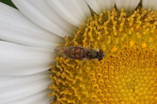 Unknown species found near Wells, ME, USA