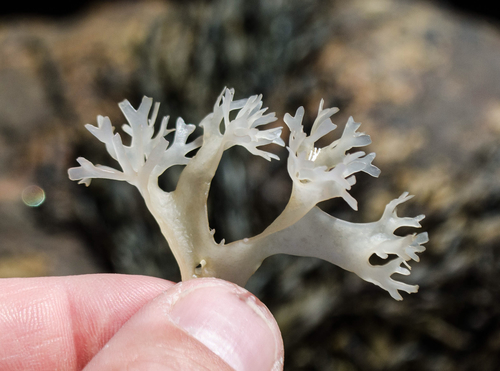 Irish Moss