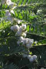 Astragalus sieversianus
