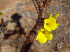 Pachypodium gracilius image