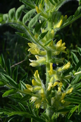 Astragalus sieversianus