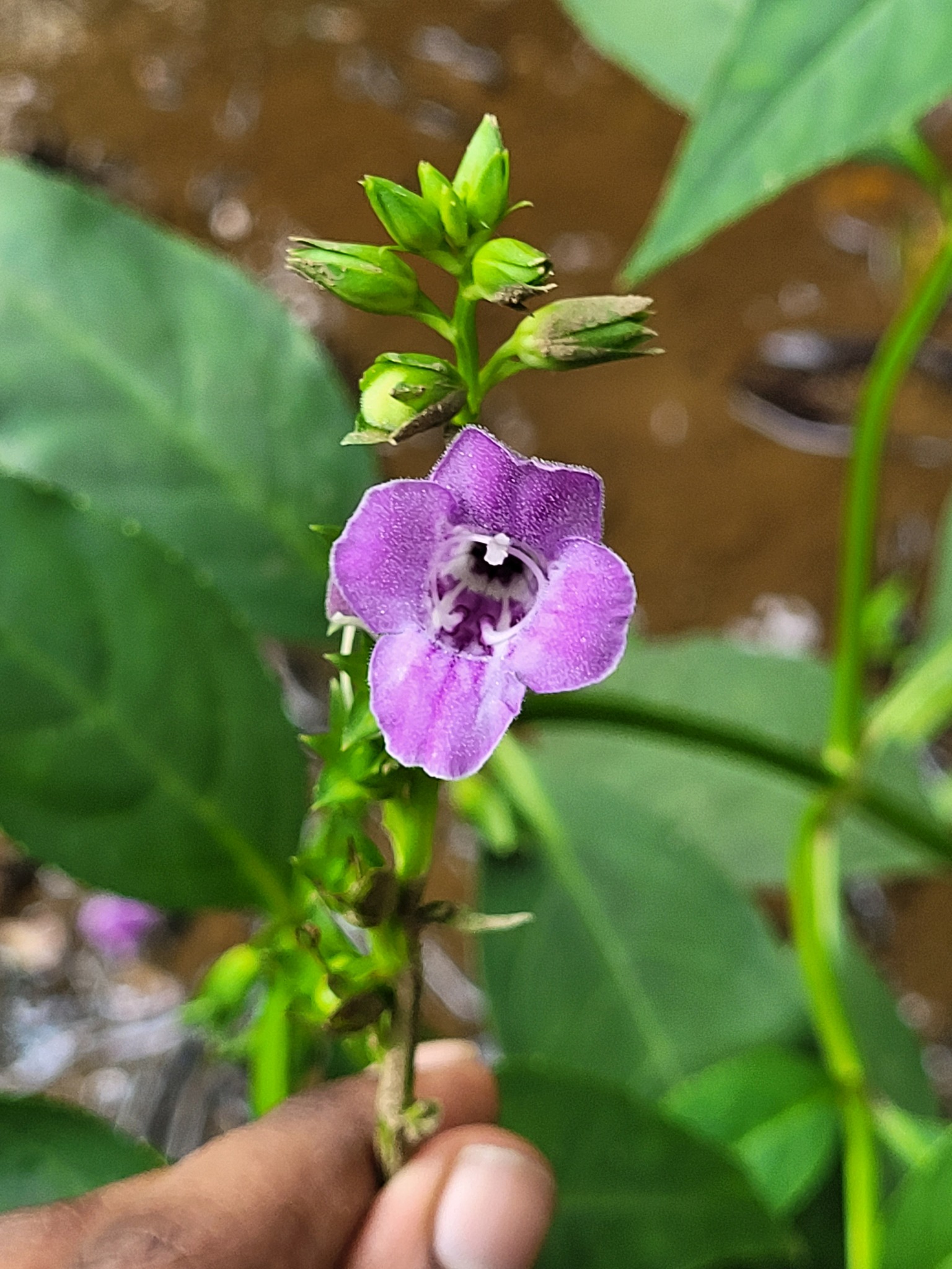 Artanema longifolium