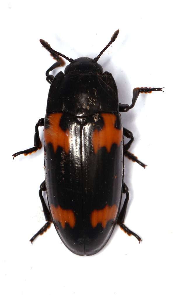 Megalodacne From Presidentsrus 1055 South Africa On December 24 2019 megalodacne-from-presidentsrus-1055-south-africa-on-december-24-2019