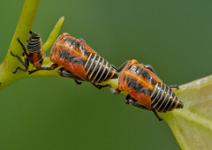 Eurymeloides bicincta