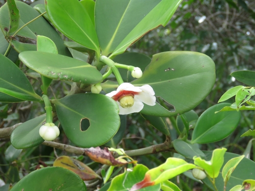 red-heart porcelain flower (Clusia lanceolata)