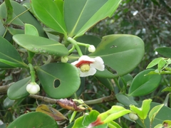 Clusia lanceolata