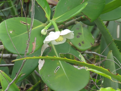 Clusia lanceolata, photograph 1