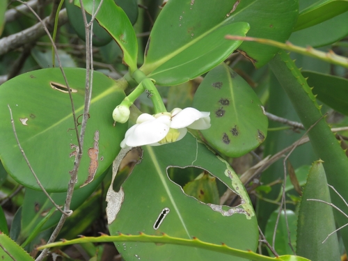 Clusia lanceolata, photograph 2