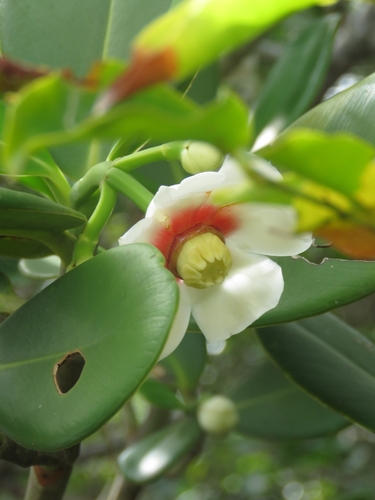 Clusia lanceolata, photograph 3