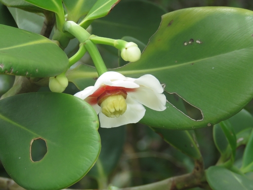 Clusia lanceolata, photograph 4