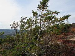 Pinus banksiana image