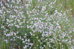 Silene brahuica