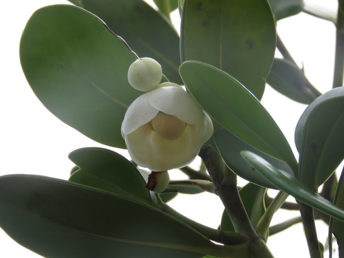 Clusia hilariana, photograph 4