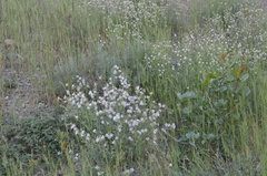 Silene brahuica