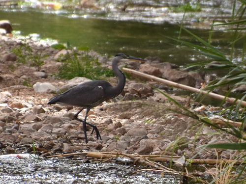 Grey Heron