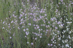 Silene brahuica