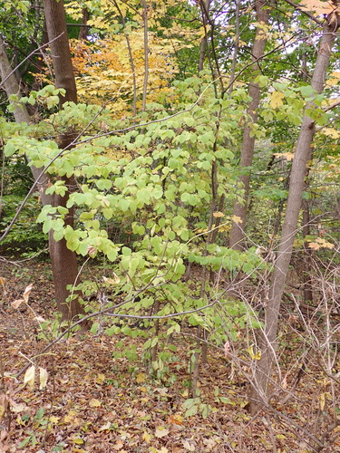 Syringa reticulata