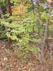 Syringa reticulata
