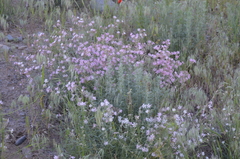 Silene brahuica
