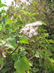 Ageratina brevipes