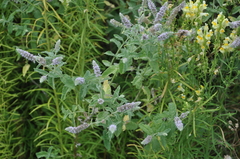 Mentha longifolia asiatica