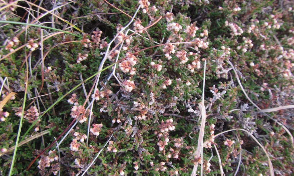 Calluna