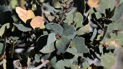 Quercus depressipes