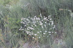 Silene brahuica