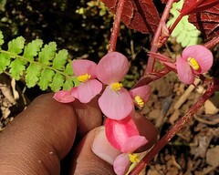 Malabar Begonia (Begonia malabarica)