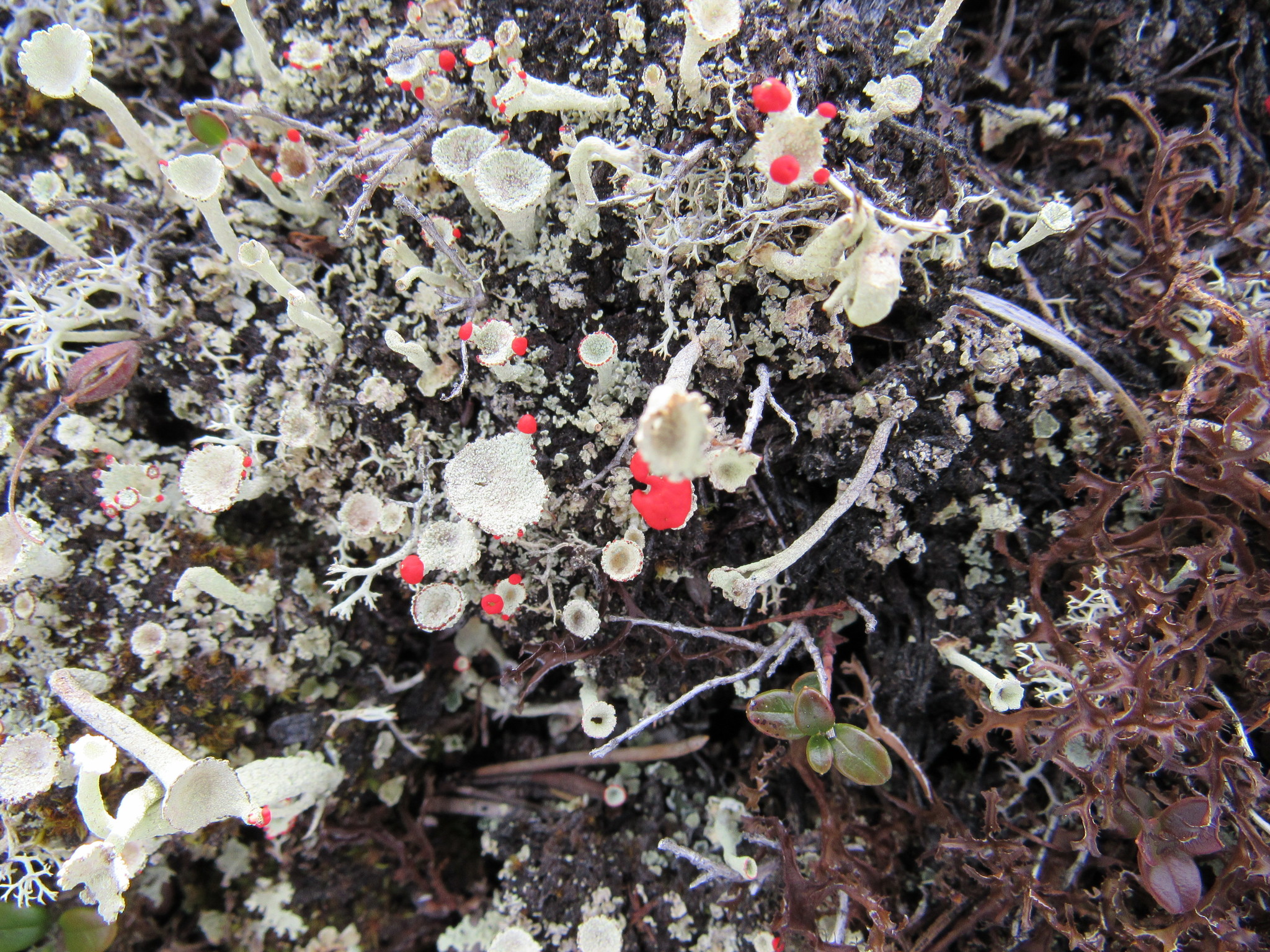 Cladoniaceae image