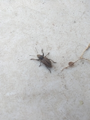 Naupactus leucoloma