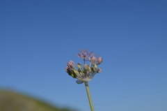 Allium vvedenskyanum