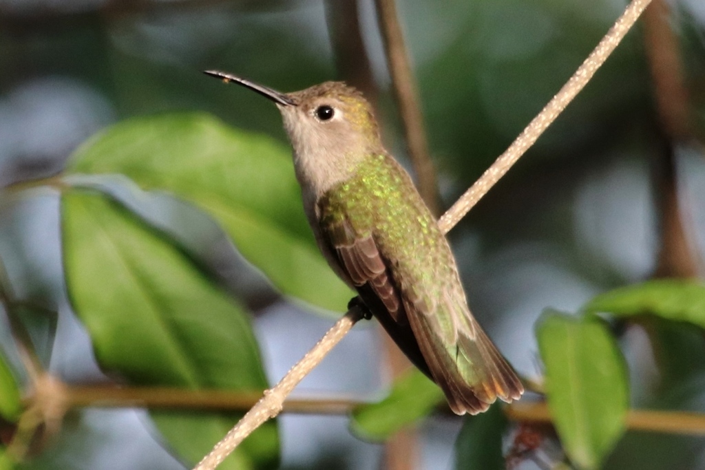 Tumbes Hummingbird