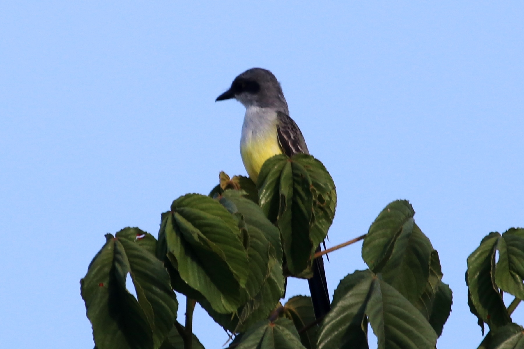 Tyrannus niveigularis image