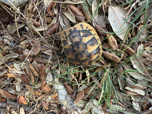 Testudo hermanni