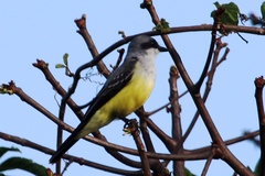 Tyrannus niveigularis