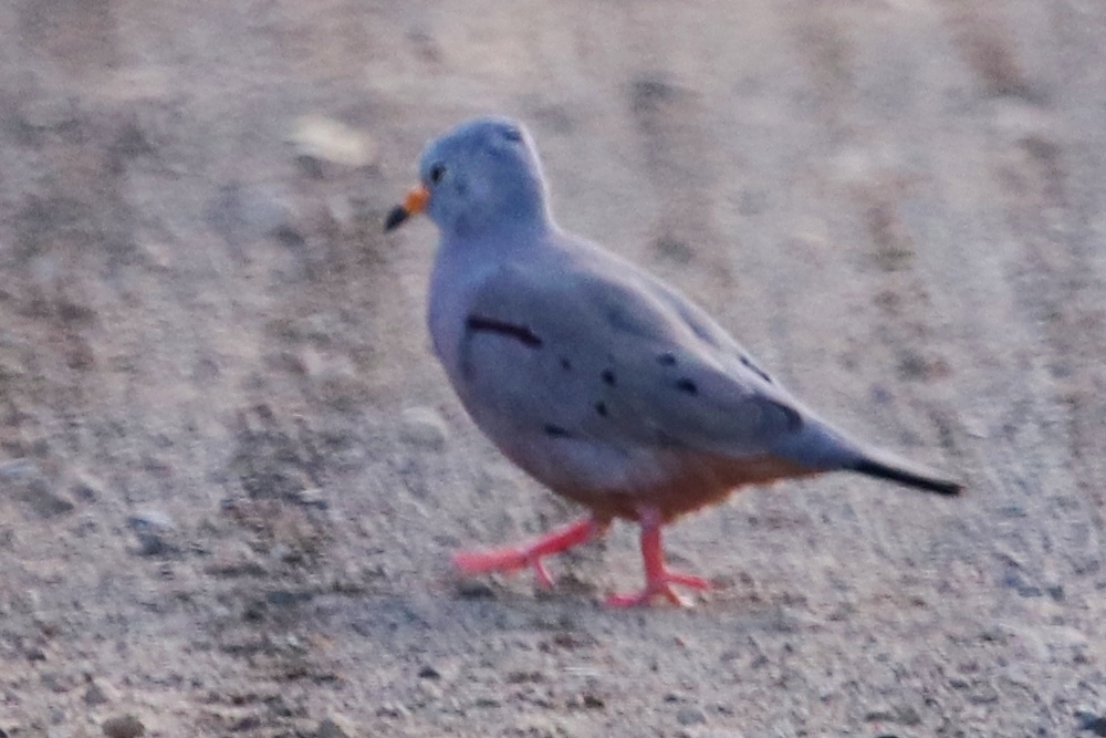 Columbina cruziana image