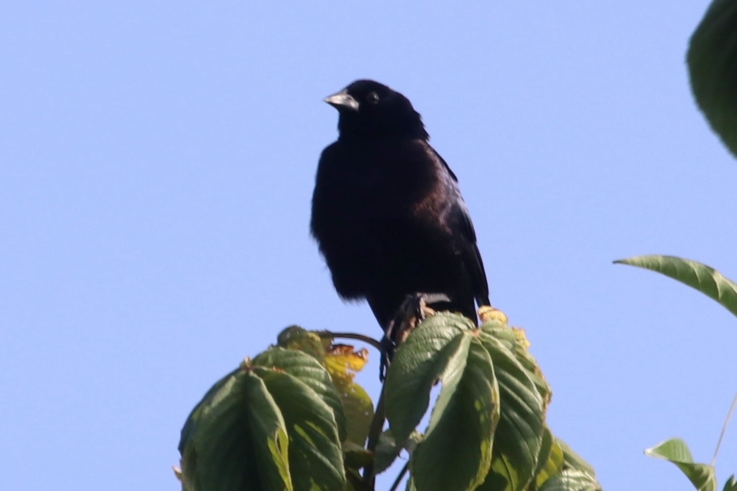 Molothrus bonariensis image