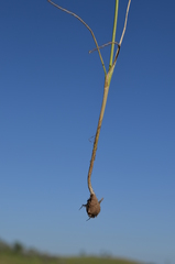 Allium vvedenskyanum