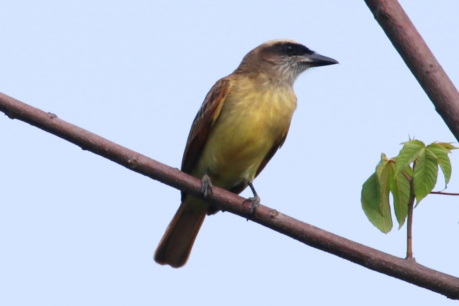 Myiodynastes bairdii image