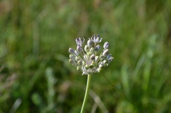 Allium vvedenskyanum
