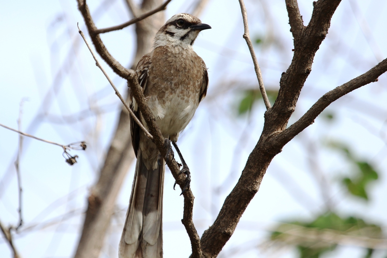 Mimus longicaudatus image