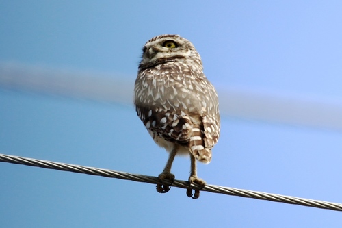 Athene cunicularia image