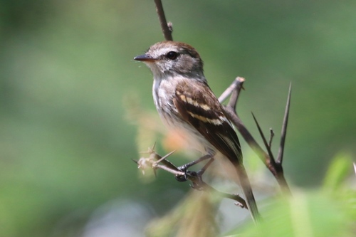 Myiophobus fasciatus image