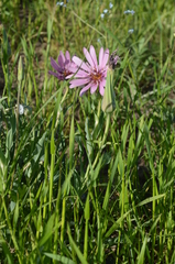 Tragopogon marginifolius