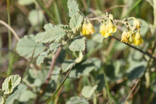 Woolly Dollsrose (Hermannia althaeifolia)